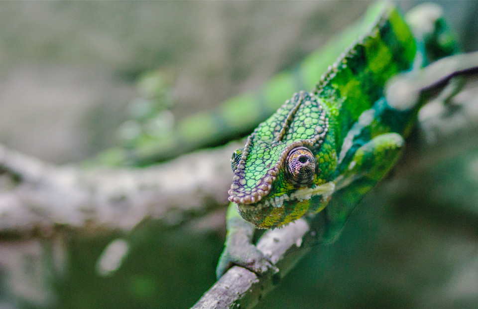 chameleon metaphor for google ads